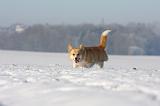 CORGI PEMBROKE 955
